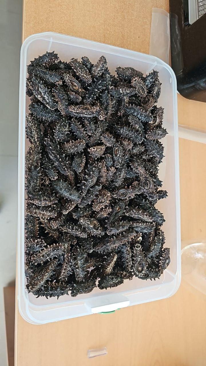 Дальневосточный трепанг (сушеный)